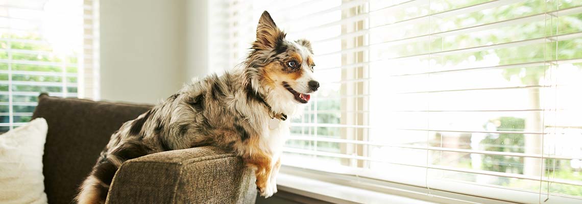 best home security system for pet owners