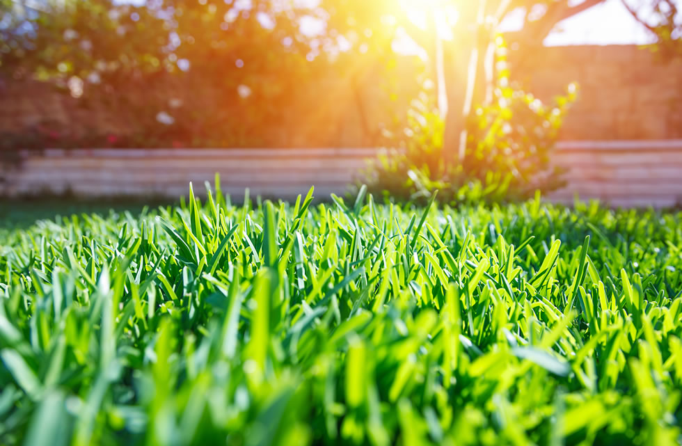Benefits of Natural Turf Grass