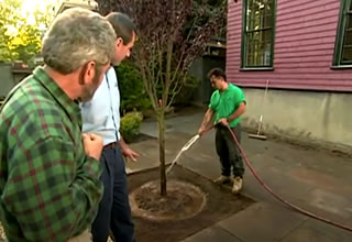 Planting a Tree in the Patio