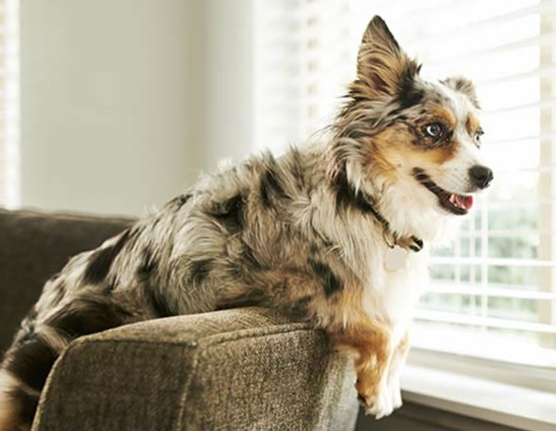 The Best Home Security System For Pet Owners